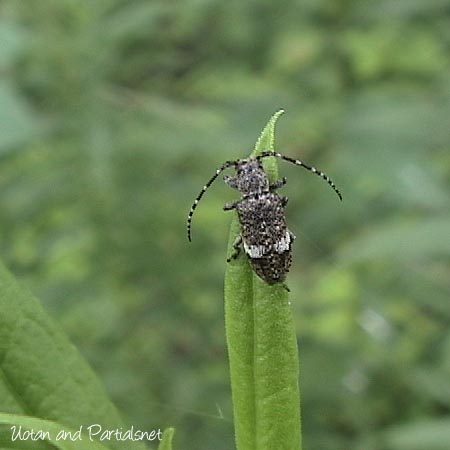 クワサビカミキリ
