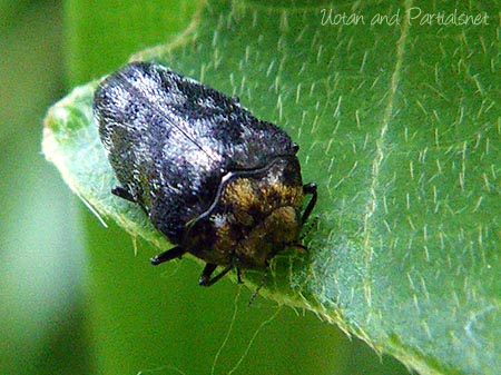 クズノチビタマムシ