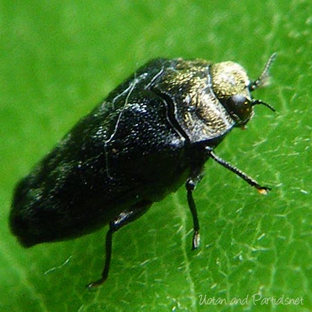 クズノチビタマムシ