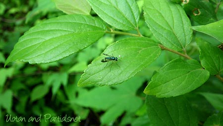 マダラアシナガバエ