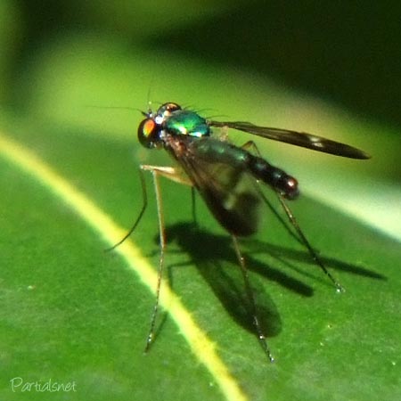 マダラアシナガバエ　オス