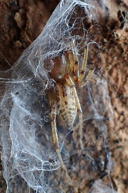 マダラフクログモ