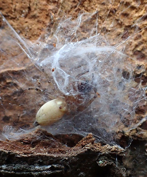 マダラフクログモ