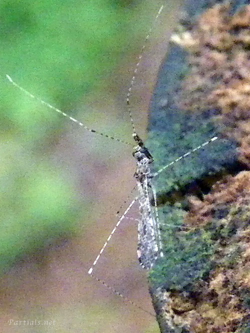 カモドキサシガメ