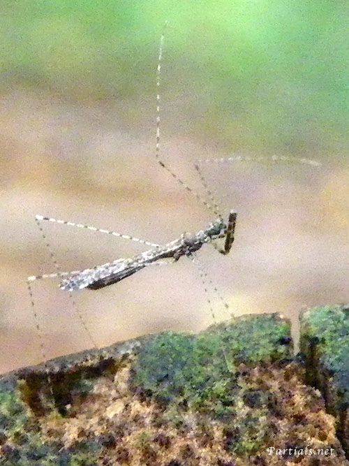 カモドキサシガメ