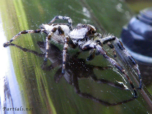 マダラスジハエトリ雄