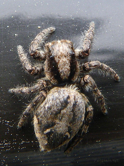 マダラスジハエトリ♀