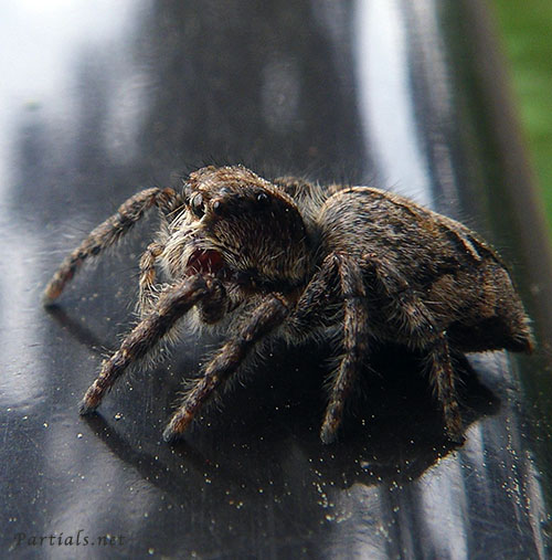 マダラスジハエトリ雌