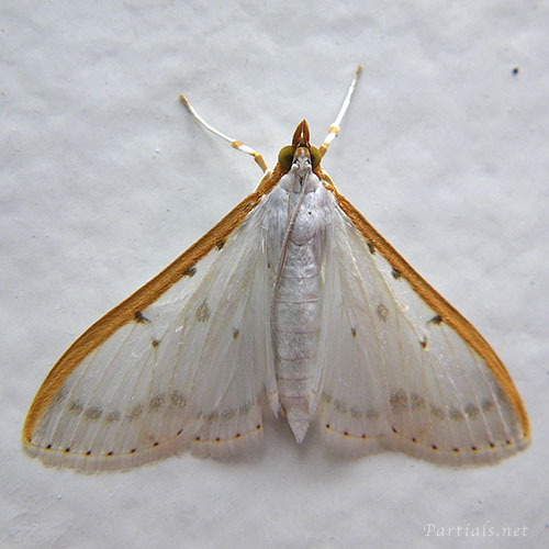 マエアカスカシノメイガ