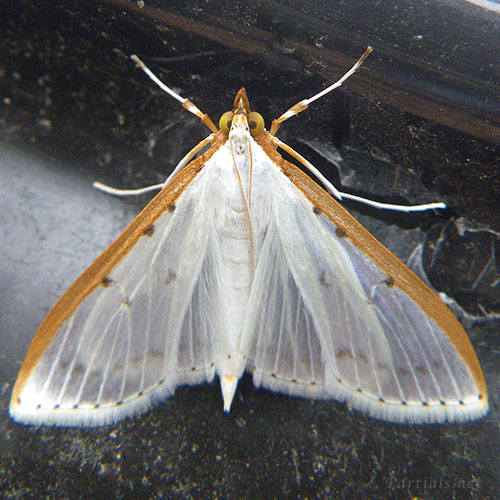 マエアカスカシノメイガ