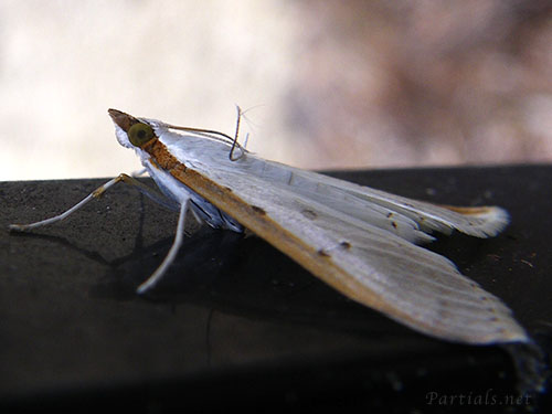 マエアカスカシノメイガ