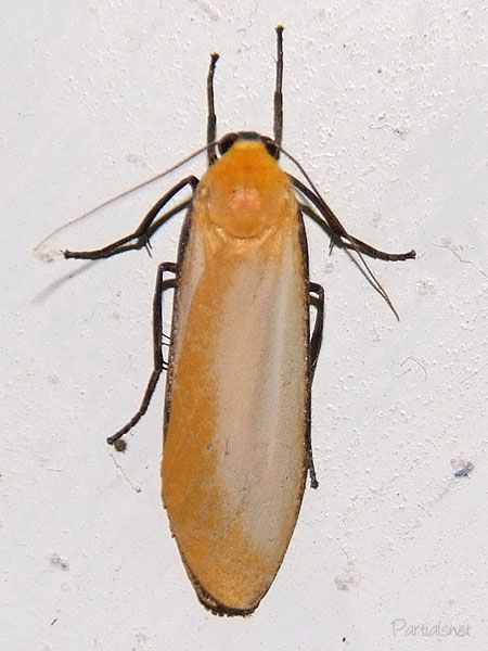 マエグロホソバ