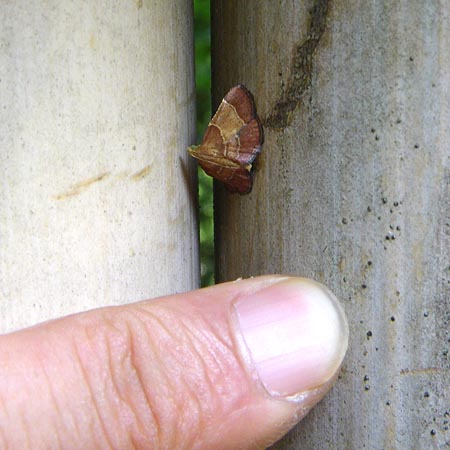 マエモンシマメイガ