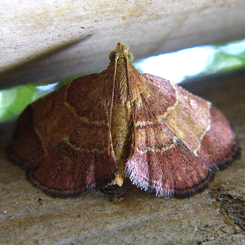 マエモンシマメイガ