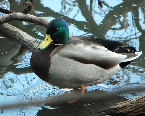 マガモの雄と雌