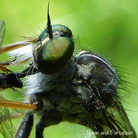 マガリケムシヒキの頭部アップ