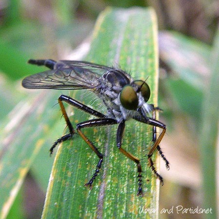 マガリケムシヒキ・メス