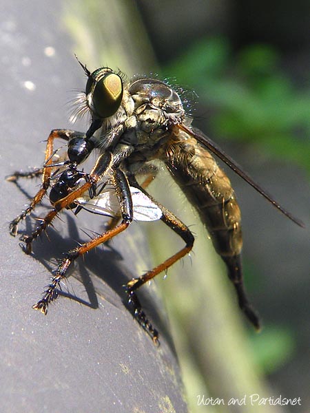 マガリケムシヒキ・オス