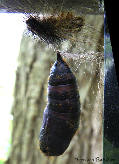 マイマイガの蛹