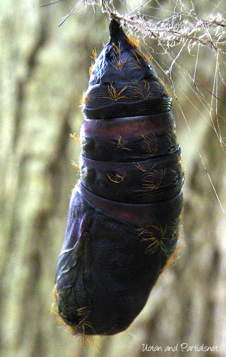 マイマイガの蛹