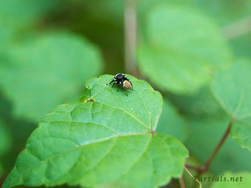 マミジロハエトリ