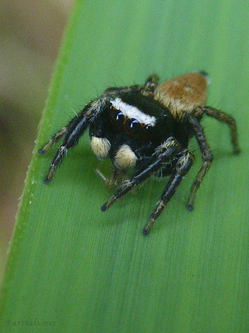 マミジロハエトリ