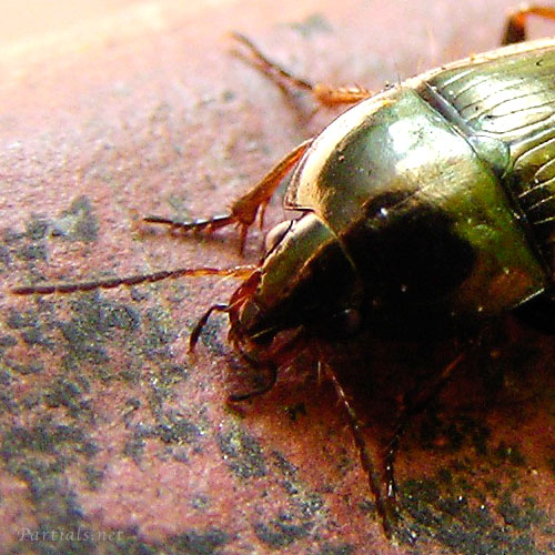 マルガタゴミムシ