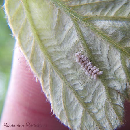 マルカメムシの卵