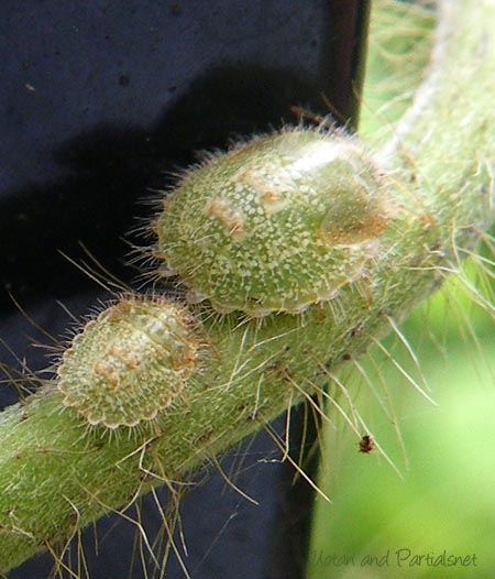 マルカメムシの幼虫