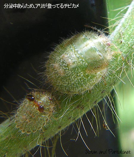 マルカメムシの幼虫