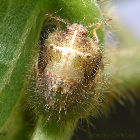 マルカメムシの幼虫
