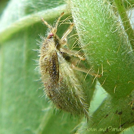 マルカメムシの幼虫