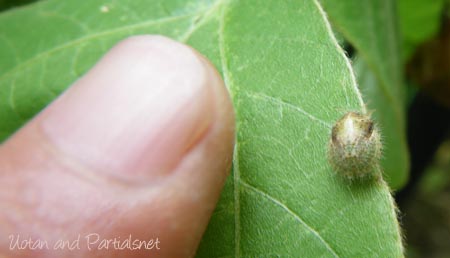 マルカメムシの幼虫