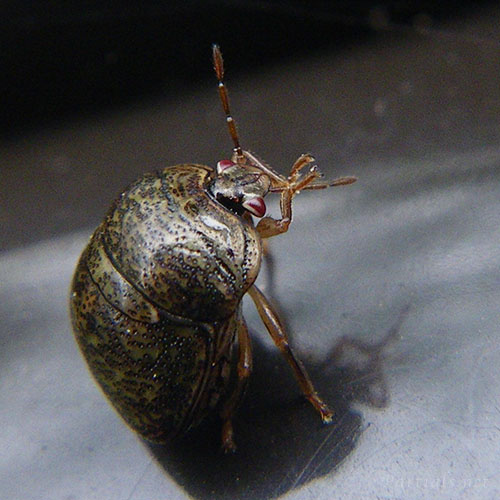 マルカメムシ成虫