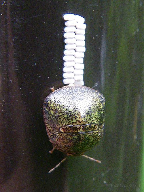 マルカメムシ成虫