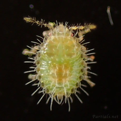 マルカメムシの幼虫