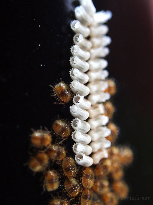 マルカメムシの卵