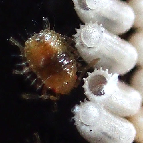 マルカメムシの幼虫