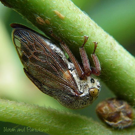 オビマルツノゼミ