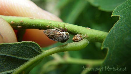 オビマルツノゼミ