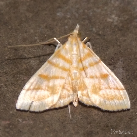 マタスジノメイガ