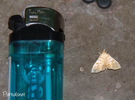 マタスジノメイガ