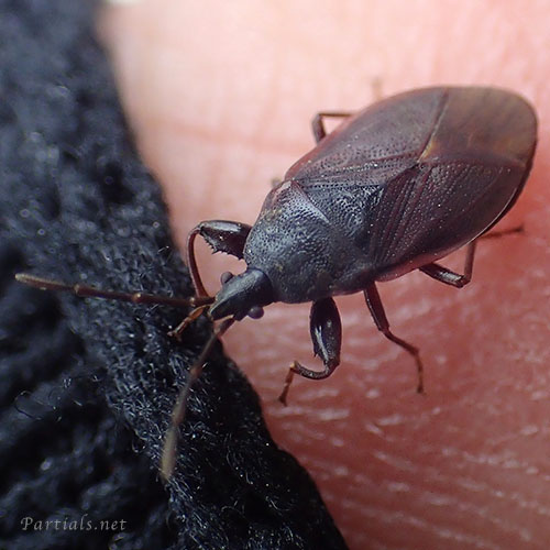 マツヒラタナガカメムシ