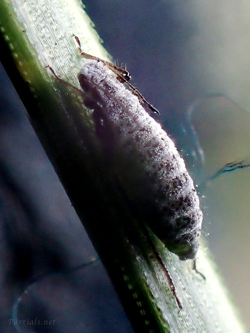 マツホソオオアブラムシ