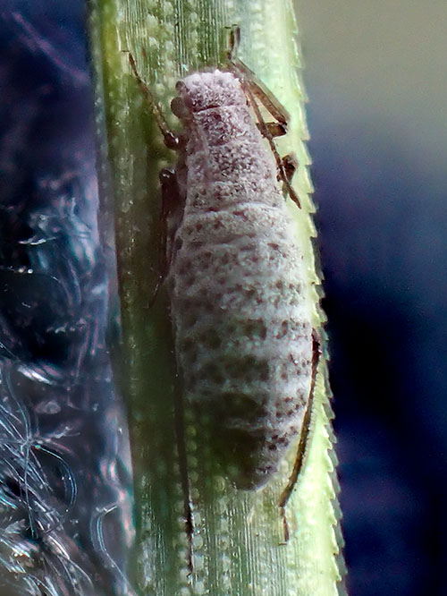 マツホソオオアブラムシ