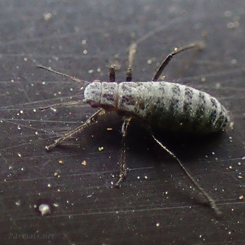 マツホソオオアブラムシ