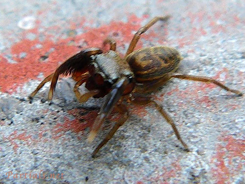 マツモトハエトリ