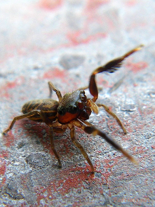 マツモトハエトリ