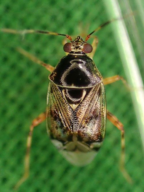 Deraeocoris