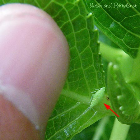 ミドリグンバイウンカ幼虫